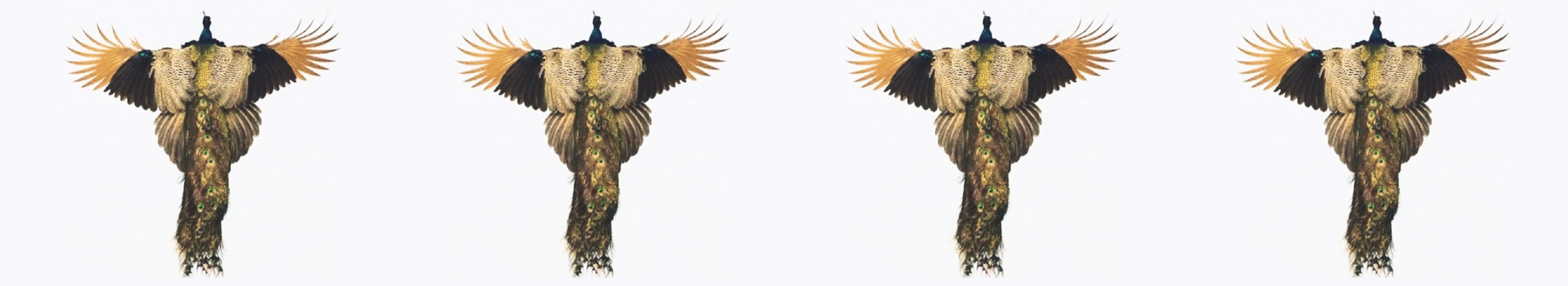 Banner Background